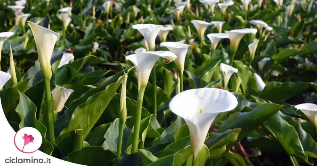 Zantedeschia llena de flores: el truco de la posa de café para este 2026