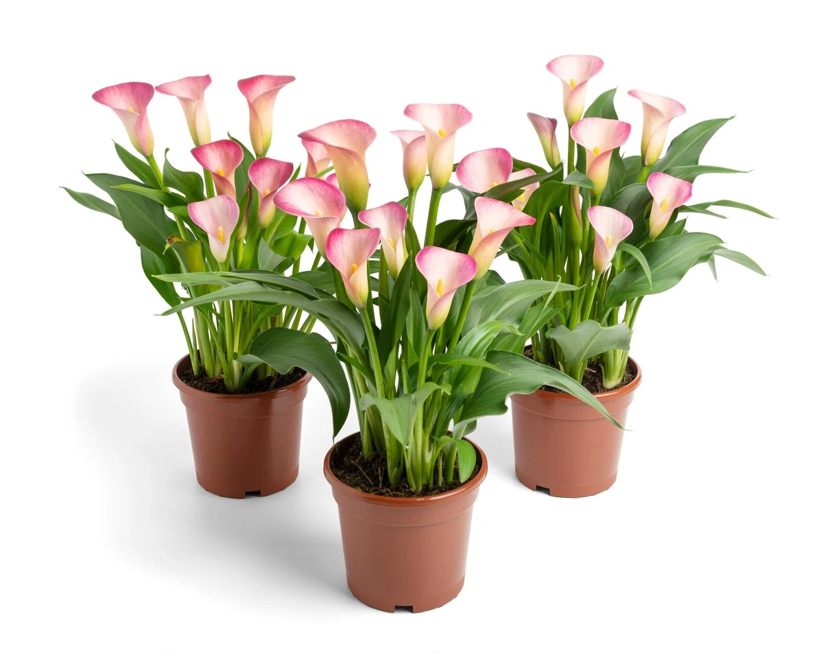 Zantedeschia llena de flores: el truco de la posa de café para este 2026 - image 1