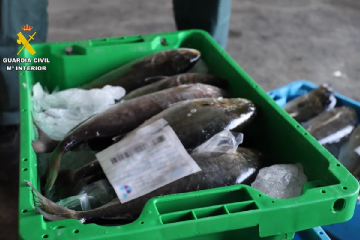 Una caja del pescado confiscado.
