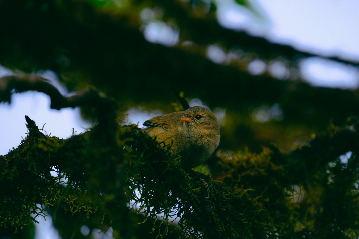 Un pájaro apoyado en la rama de un árbol. (Magnific)