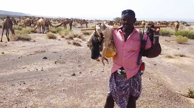 Ali Umer, con camisa rosada y un sarong (tela ceñida a la cintura a modo de falda) delante de un rebaño de camellos en Etiopía