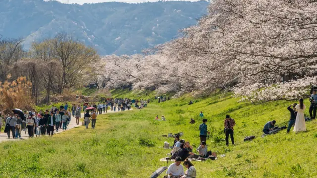 Una amplia vista al aire libre muestra un parque ribereño de césped, bordeado de cerezos en flor. Grandes grupos de personas caminan por un sendero y se reúnen en el césped; algunos hacen un pícnic, mientras que otros toman fotografías bajo las flores de color rosa pálido.