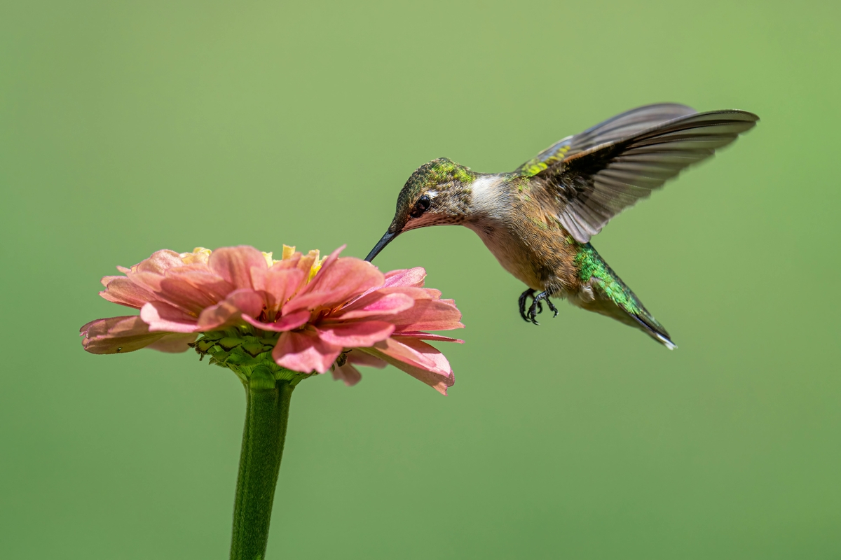Una Zinnia y un colibrí (Pexels)