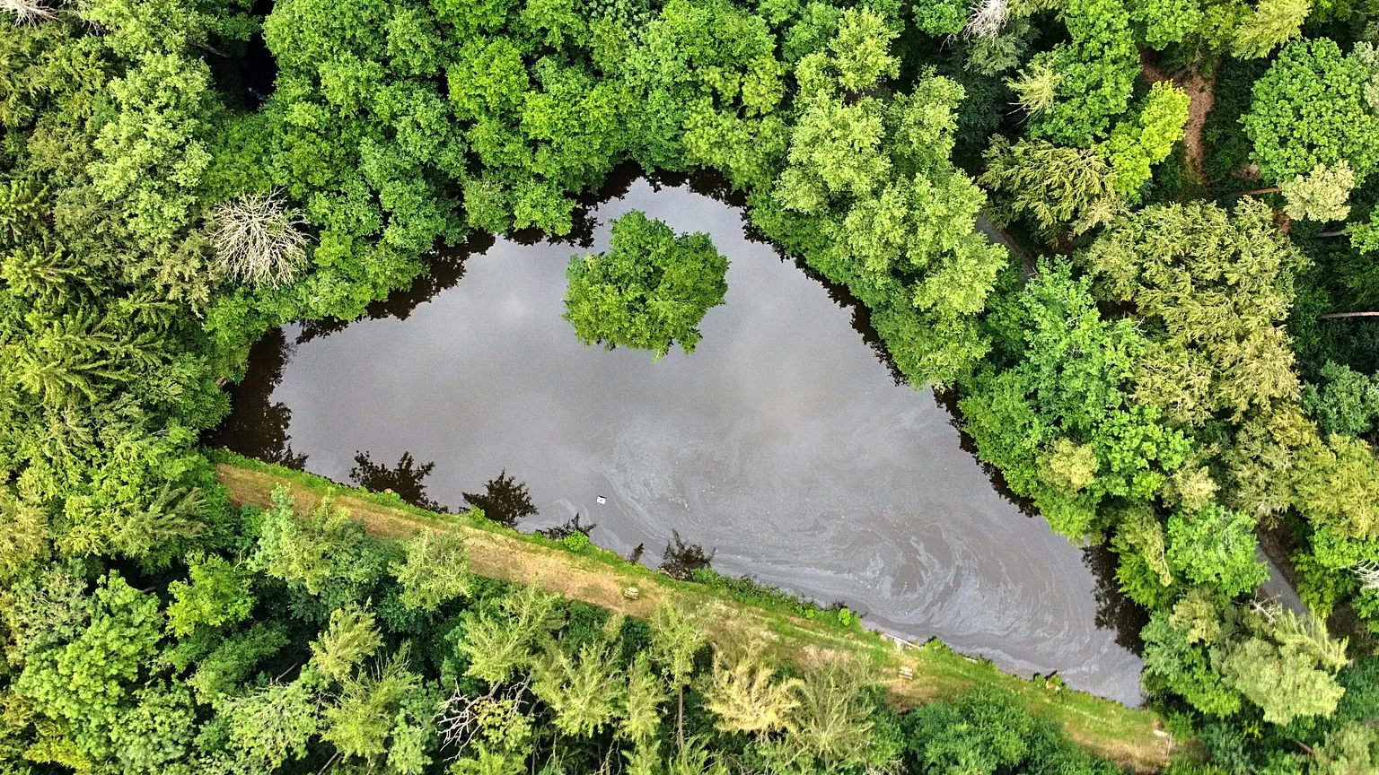 A tree stands in a small lake in a forest of the Taunus region near Frankfurt, Germany, 7 July 2026.