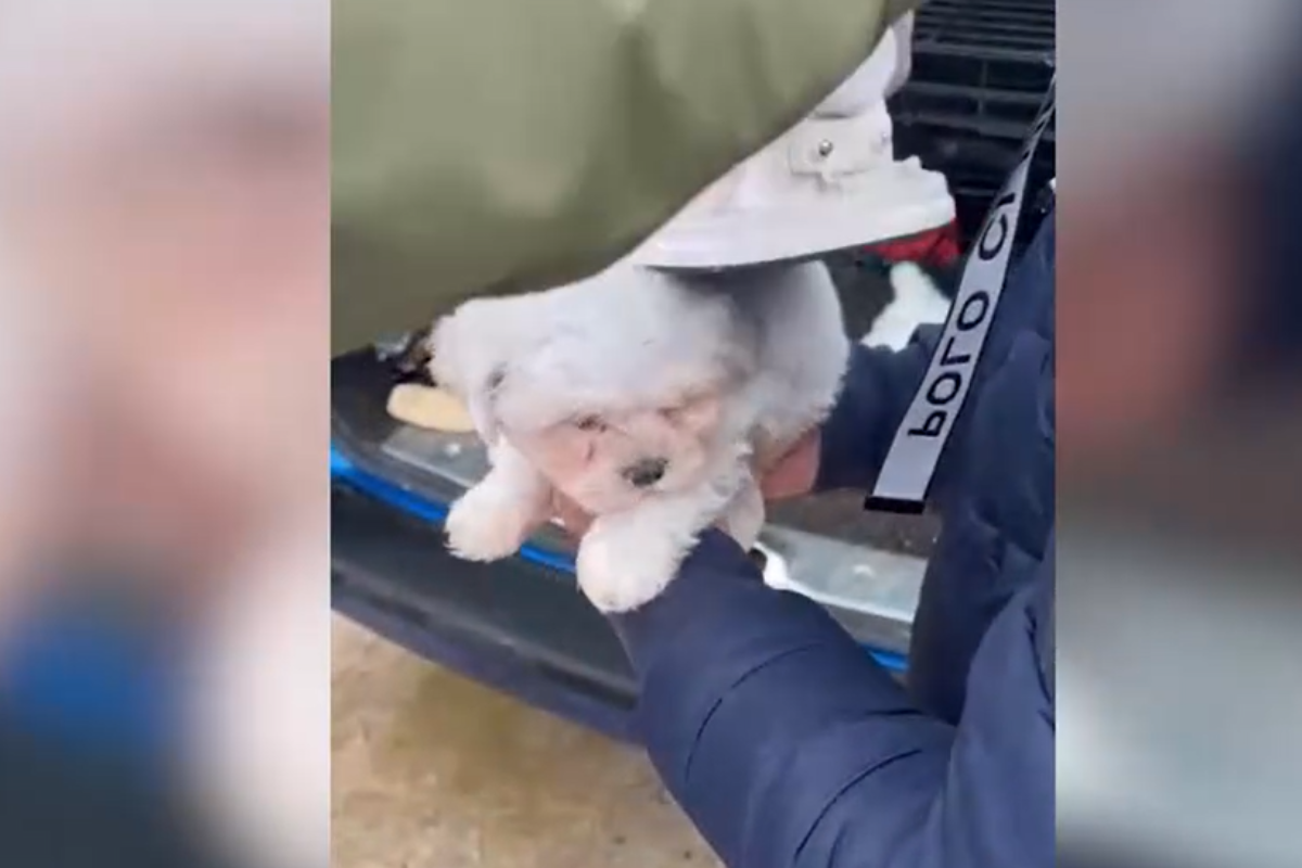 Un cachorro interceptado por la Guardia Civil en un maletero.