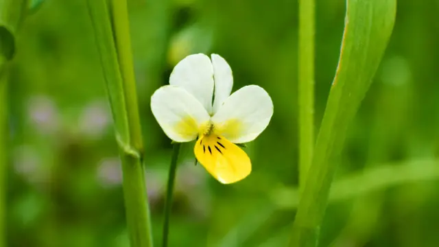 Primer plano de una pequeña y delicada flor con pétalos blancos y amarillos, que florece en un prado soleado entre hierba verde.