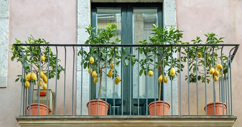 3 Árboles para un salón de lujo: el truco de las macetas que arrasa