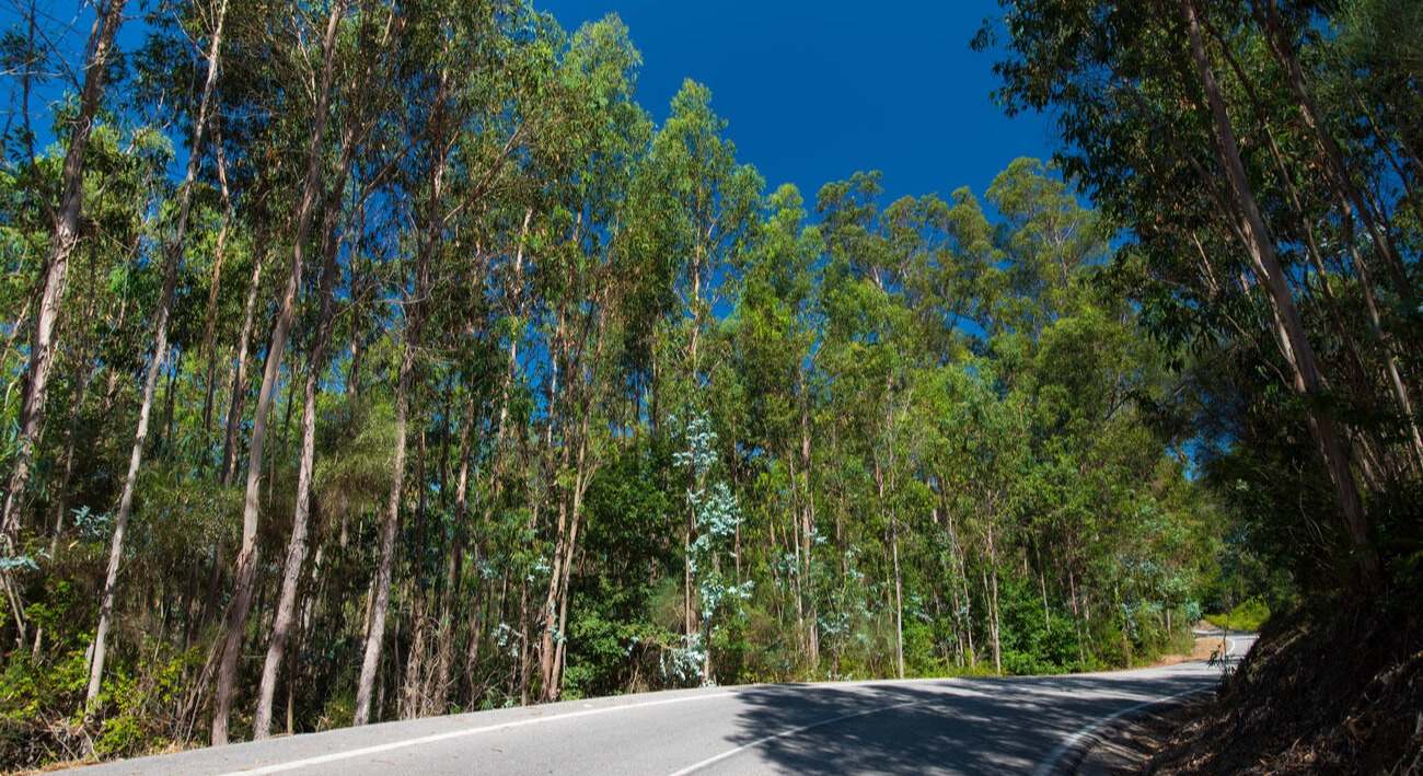 Durante años en España se plantaron millones de eucaliptos, ahora son "desiertos verdes" en los que la vida no es posible