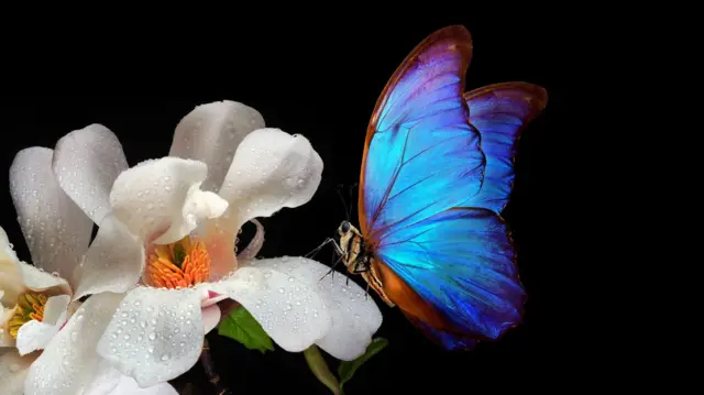 Primer plano de una mariposa azul brillante posada sobre una flor de magnolia blanca cubierta de gotas de agua; ambas están aisladas sobre un fondo negro.