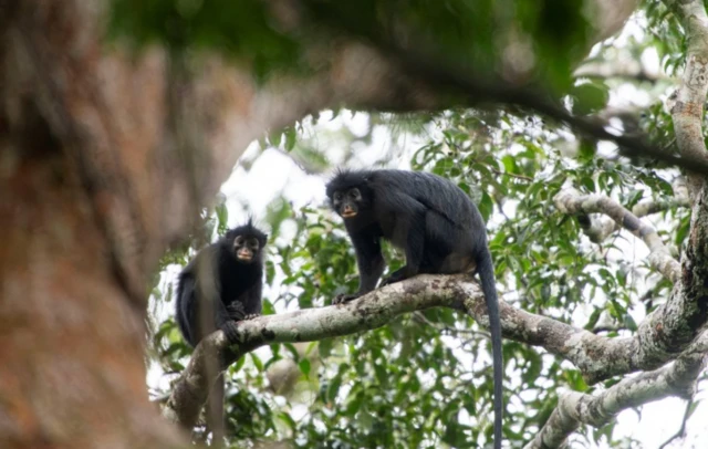 Monos