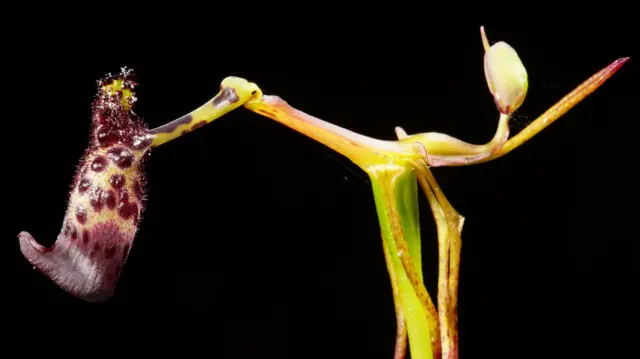 Primer plano de un tallo verde que se bifurca en dos extremos en la parte superior; en uno de los extremos, una estructura en forma de bulbo cubierta de manchas de color púrpura oscuro está unida mediante un mecanismo de palanca; la flor está aislada sobre un fondo negro.