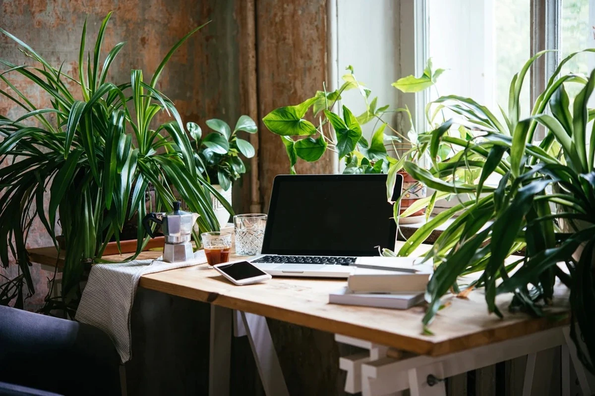 5 plantas auspiciosas para tu éxito: el secreto de la Dracaena fragrans - image 1