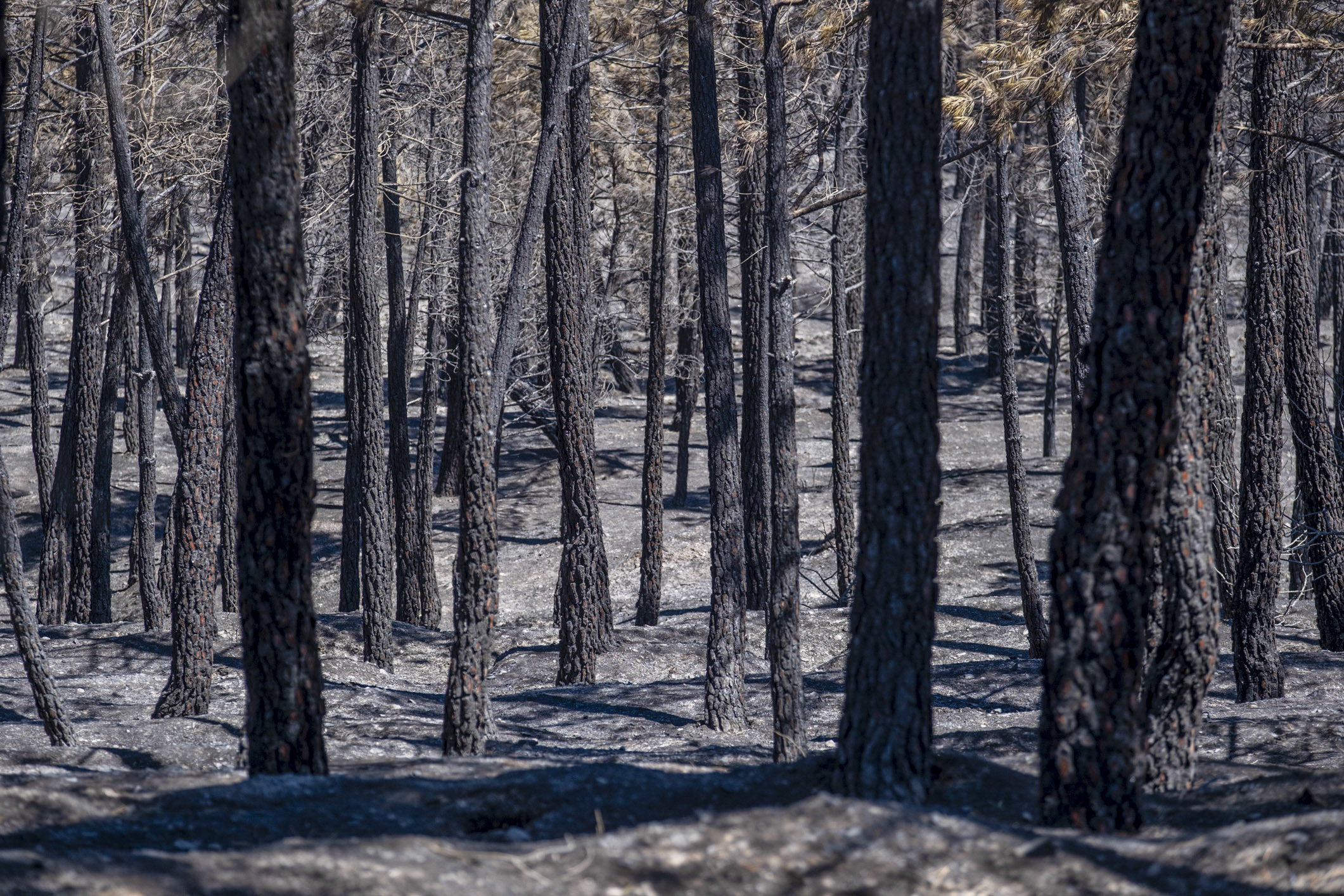 El incendio de la Sierra Norte de Guadalajara, ha afectado ya a unas 26.000 hectáreas de terreno.