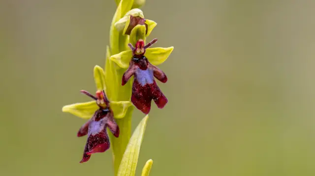 Primer plano de un tallo alto de color verde pálido con flores de color granate oscuro con forma de insecto.