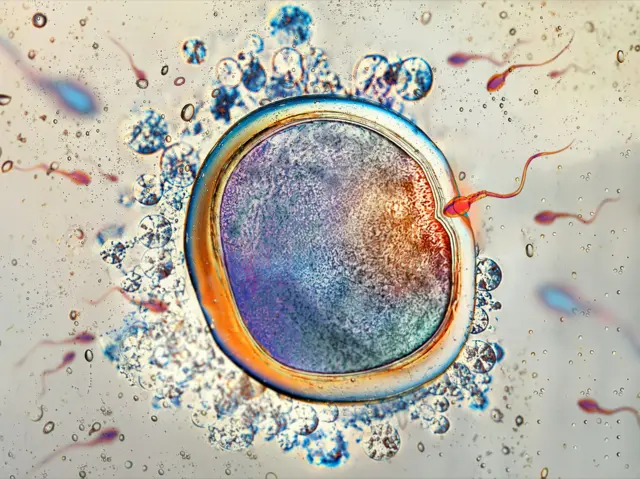 Fecundación de un óvulo humano por un espermatozoide.