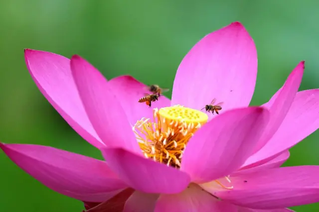 Primer plano de una flor de loto de color rosa brillante en plena floración; tres abejas se agolpan alrededor del centro amarillo en forma de cono.