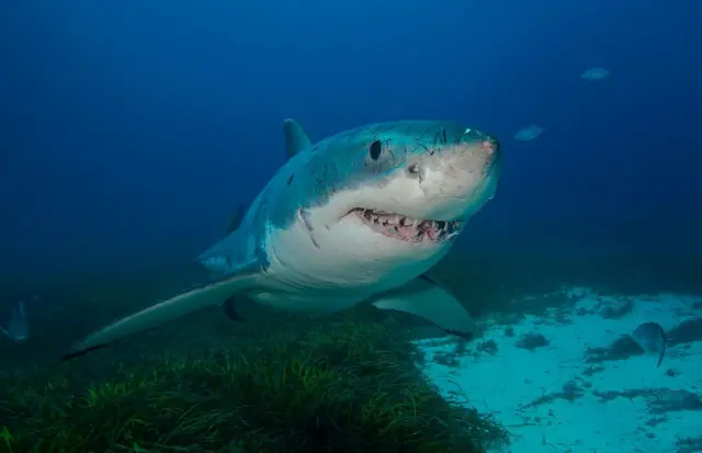Tiburón blanco
