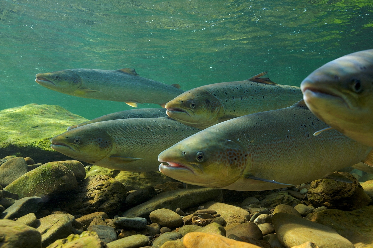 Salmones atlánticos. (Michel Roggo/REUTERS)