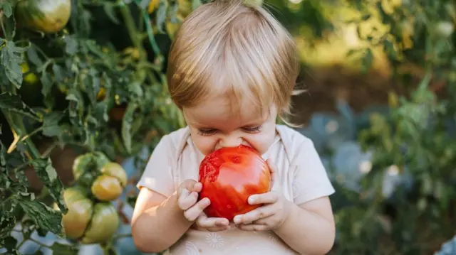 Un niño pequeño sostiene un tomate grande e intenta darle un mordisco
