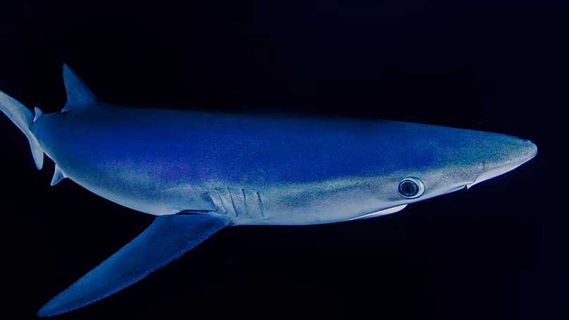 A blue shark 