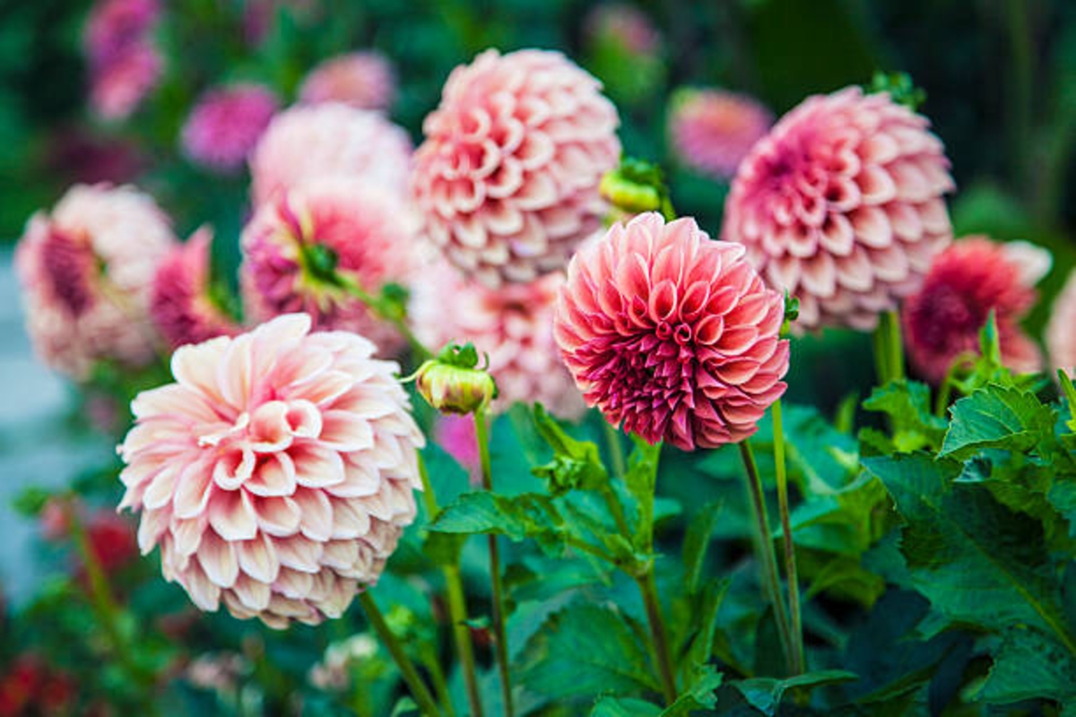 Esta flor destaca por la peculiar forma de sus pétalos. Foto: (iStock)