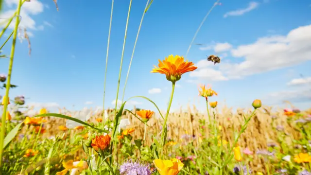 Una fotografía tomada desde el nivel del suelo, que muestra un prado lleno de flores silvestres de colores brillantes, con una abeja revoloteando justo encima de una flor naranja; se ven algunas nubes en un cielo que, por lo demás, es azul.