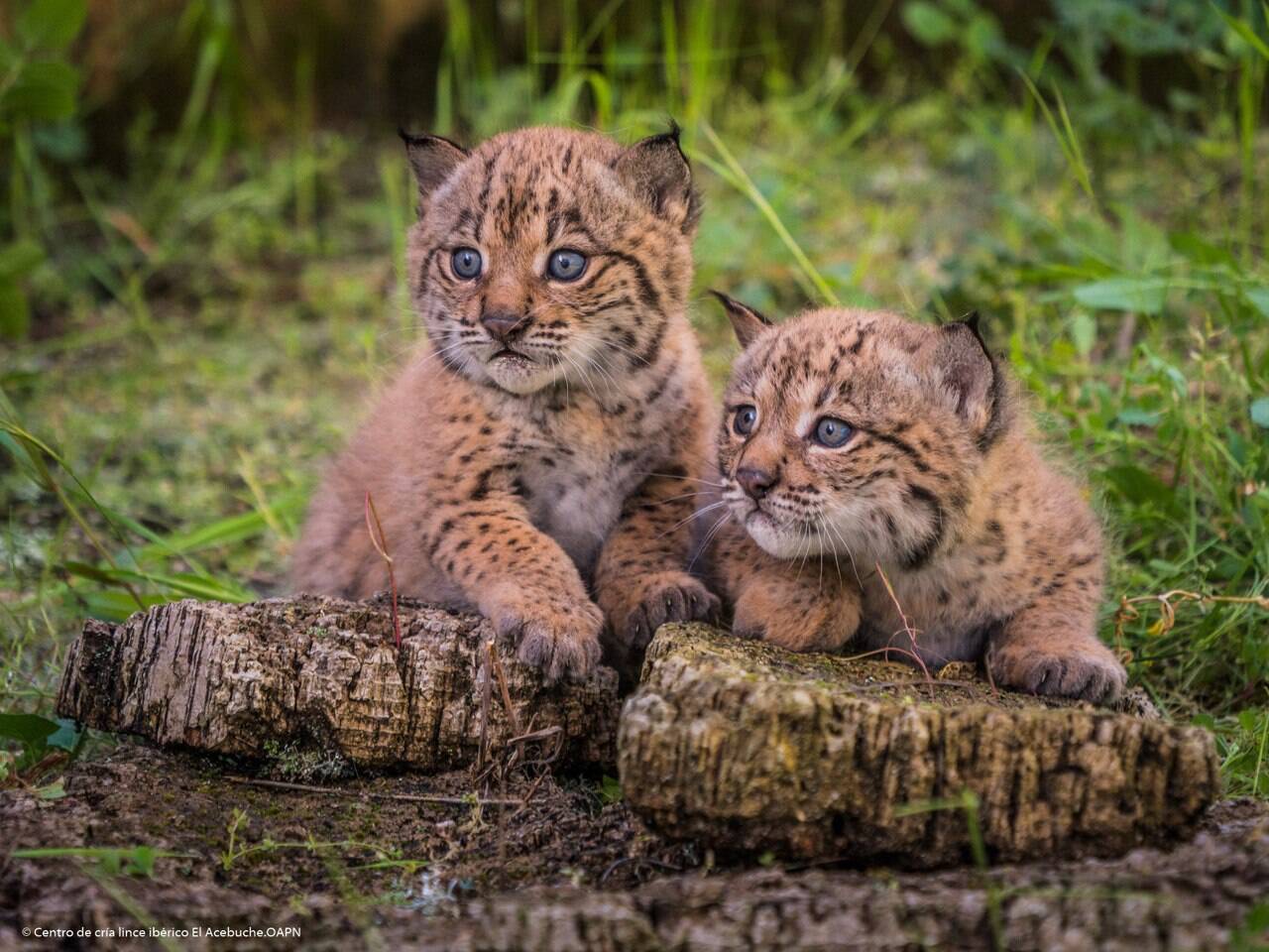 Foto: El pueblo de Ciudad Real donde el lince ibérico ha encontrado su hábitat. (Ministerio para la Transición Ecológica y el Reto Demográfico)