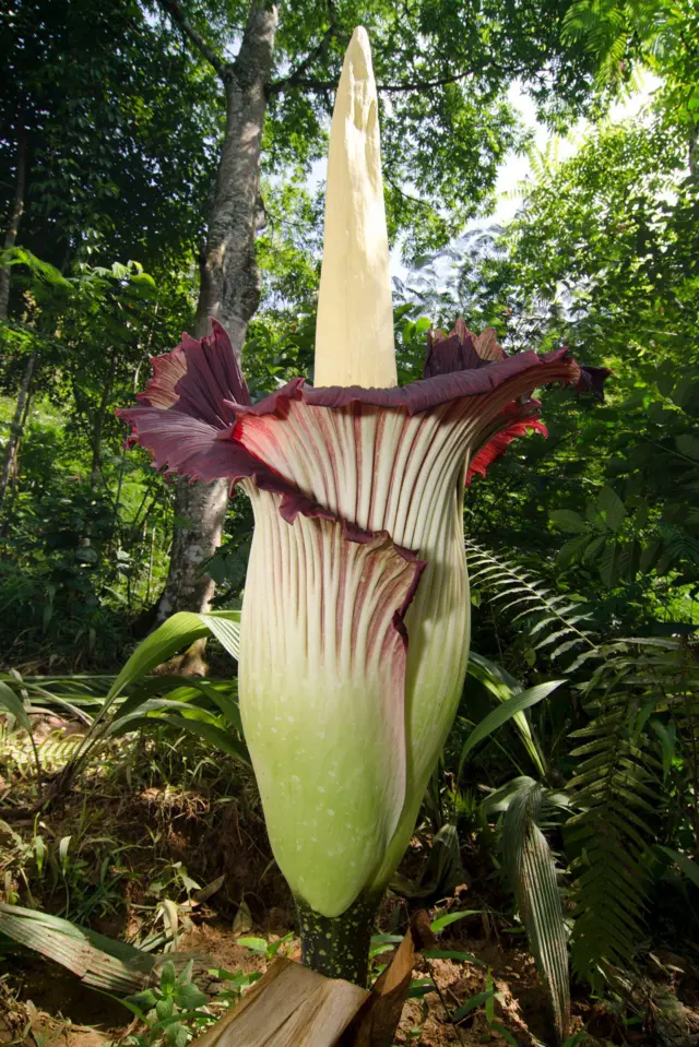 En medio del bosque se alza una planta alta con una gruesa columna de color crema que brota del centro y una gran hoja verde y morada que la envuelve como una campana estriada invertida.