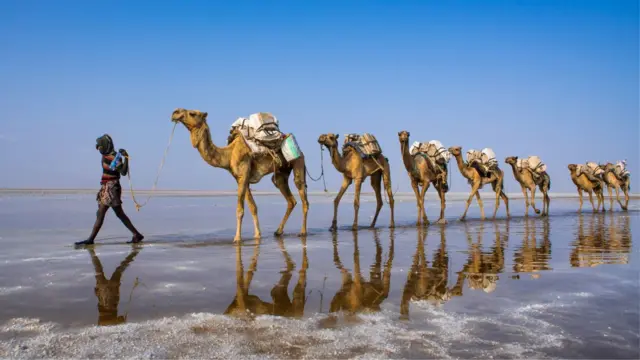 Un hombre camina al frente de una caravana de camellos en la Depresión de Danakil en Etiopía