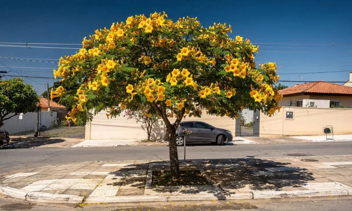¿Aceras agrietadas?: El Resedá amarillo (Galphimia brasiliensis) no daña el suelo - image 1