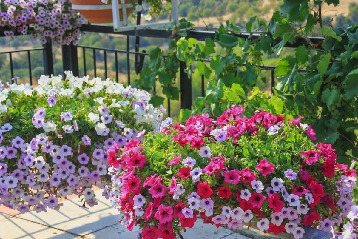 Adiós a comprar Petunia: el método de Olga Surinovich para flores infinitas - image 1