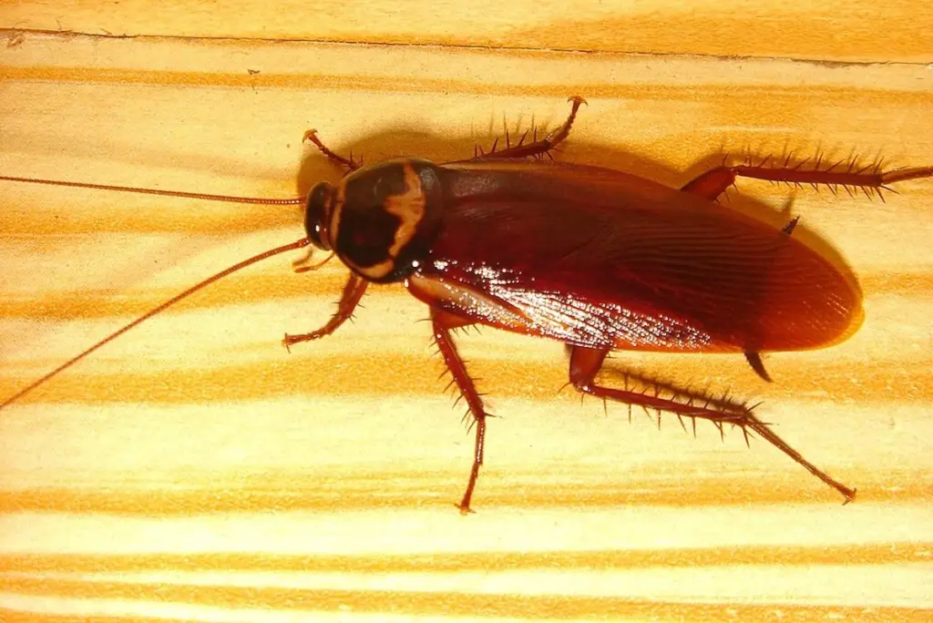 Adiós a la Cucaracha: el truco de la Menta para blindar tu casa