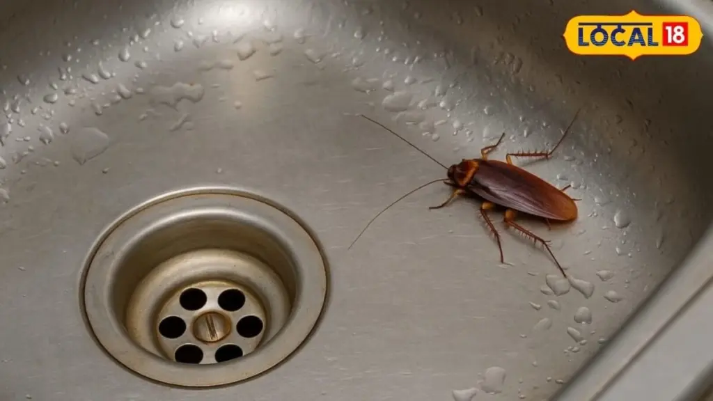 Adiós a la cucaracha: el ritual de 5 minutos para limpiar tu cocina