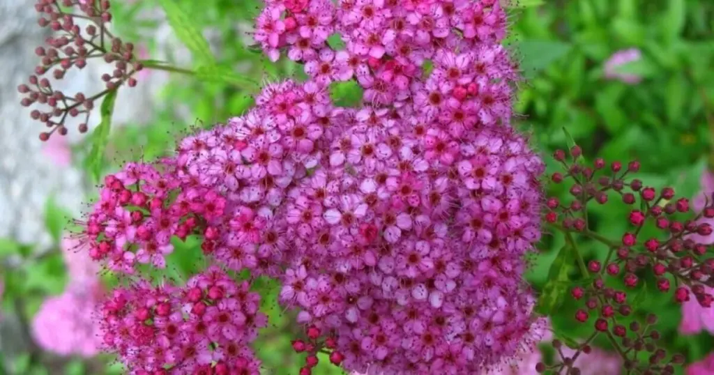 Adiós a la Hortensia: la Monarda y 4 plantas que no mueren por el calor