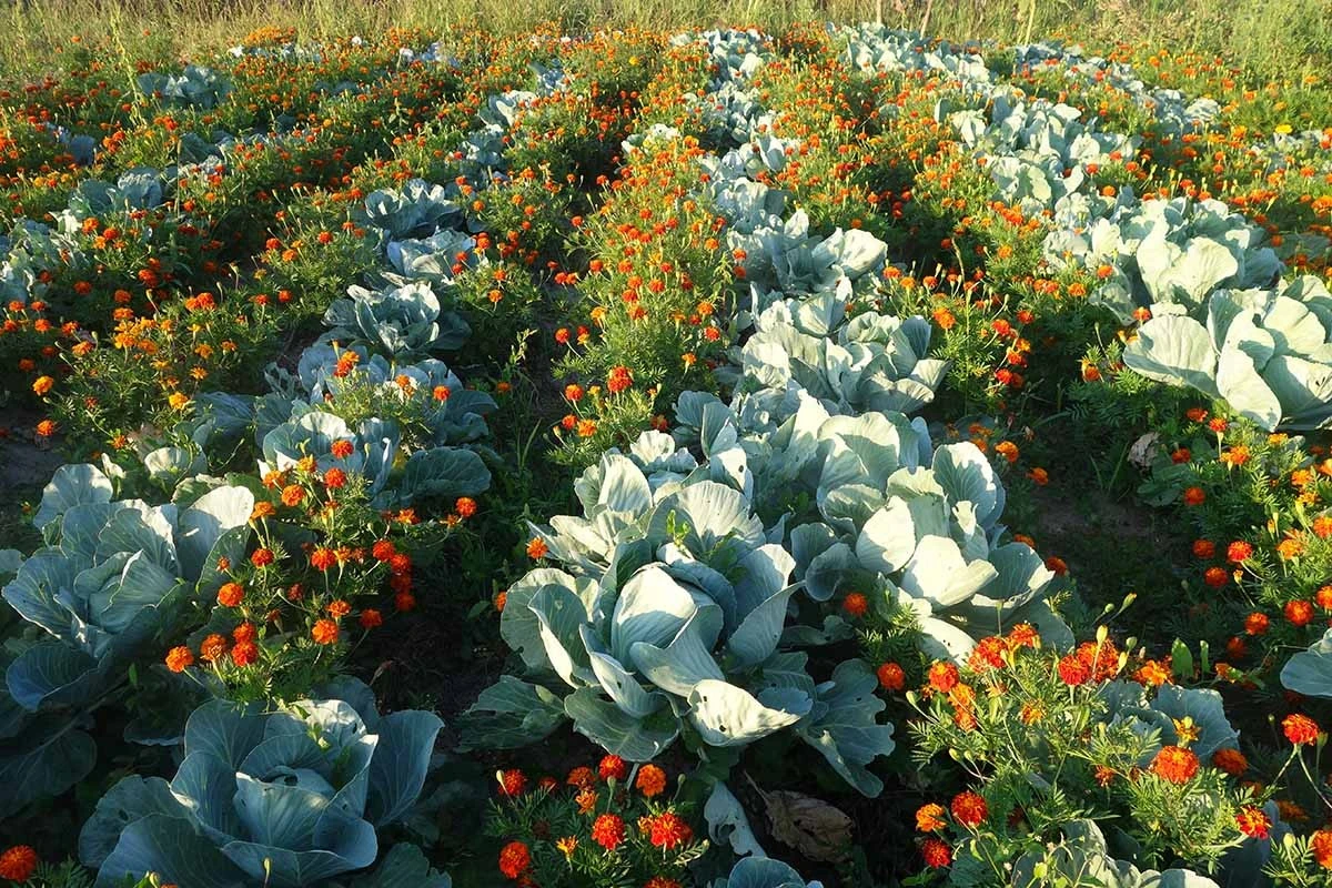 Adiós a la Nematoda: por qué plantar Tagetes patula salva tus tomates este verano - image 1