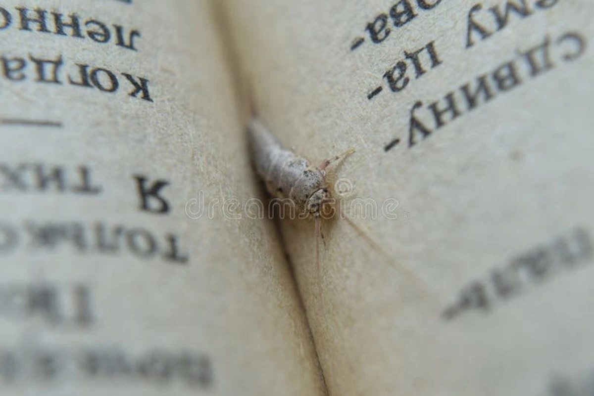 Adiós a la Polilla: el secreto de CASACOR para proteger ropa y libros - image 1
