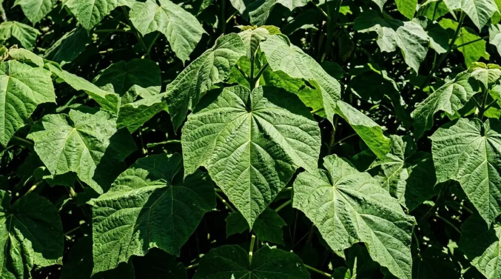 Adiós a las Coníferas: el árbol Paulownia que crece 2 metros al año