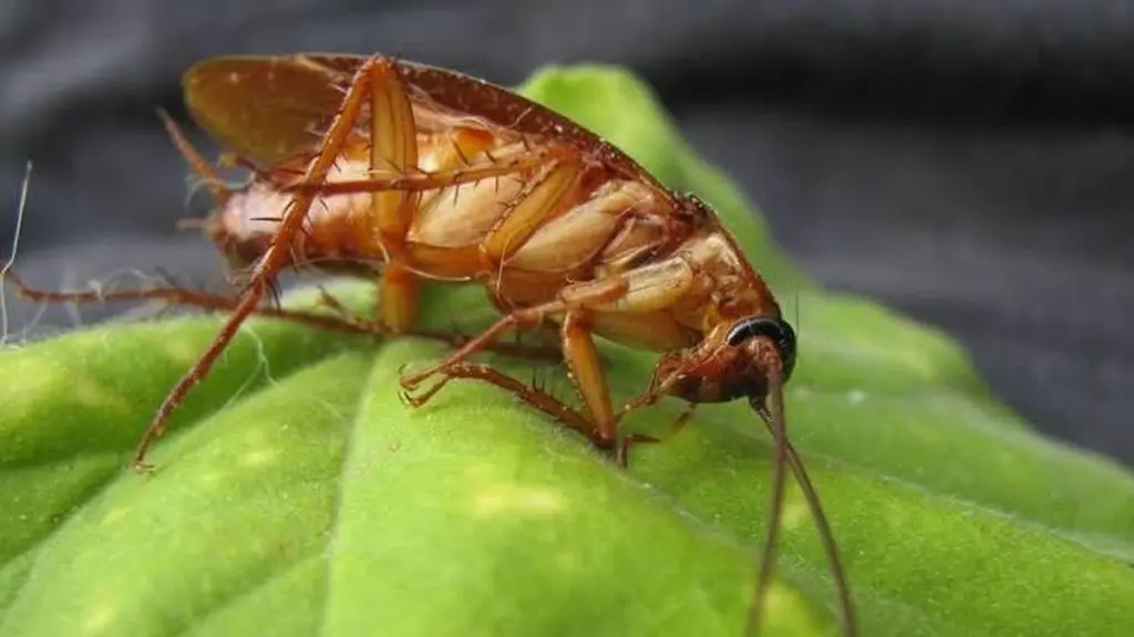 Adiós a las cucarachas: el truco de 1 minuto para tus plantas de interior