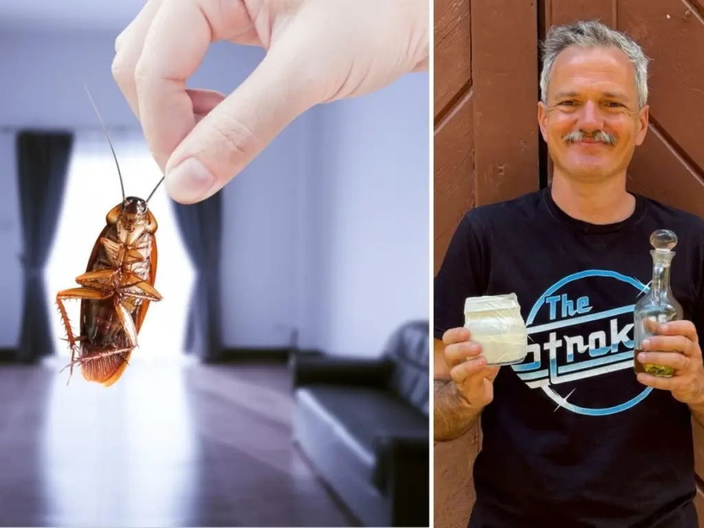 Adiós a las Cucarachas y Blattodea: el truco de la cafetera para frenarlas