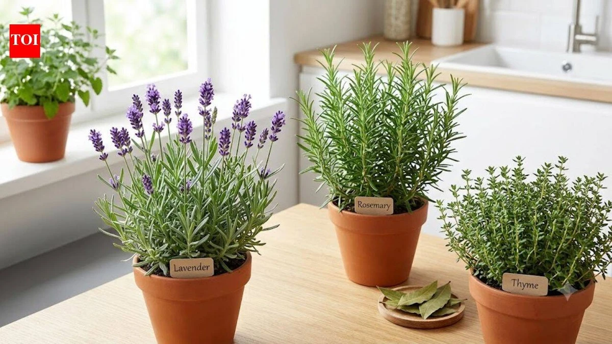 Adiós a las cucarachas: el truco de 1 minuto para tus plantas de interior - image 1