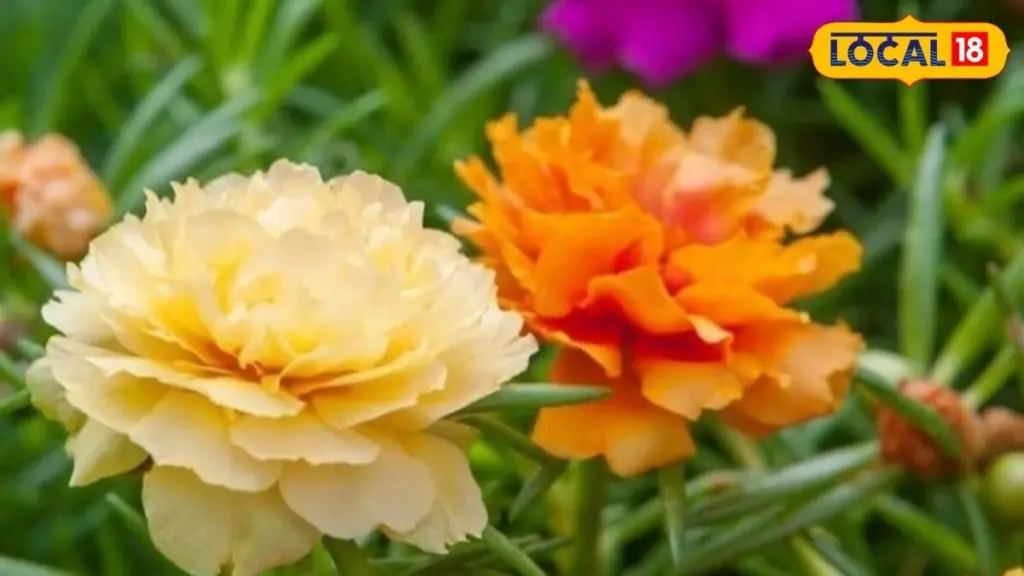 Adiós a las flores secas: la Portulaca que resiste al Monzón y al calor