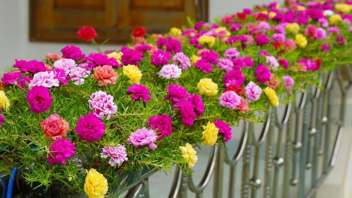 Adiós a las flores secas: la Portulaca que resiste al Monzón y al calor - image 1