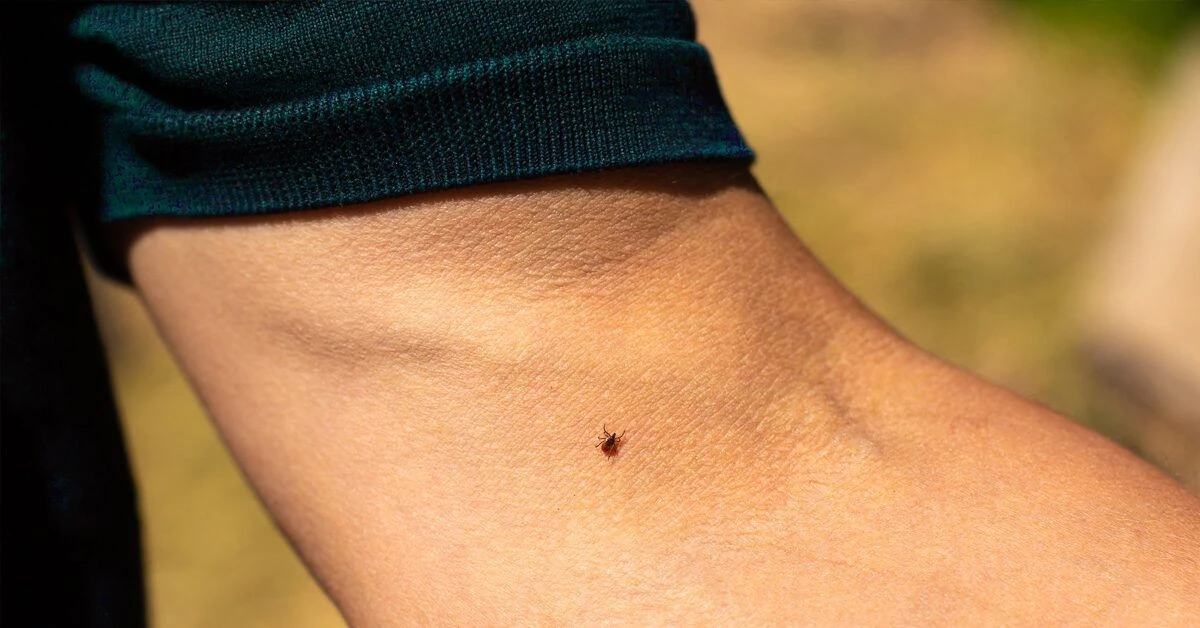 Adiós a las Garrapatas: el truco del suelo para evitar la Enfermedad de Lyme - image 1