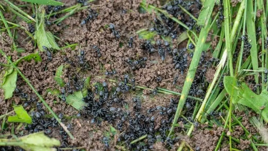 Adiós a las Hormigas: el truco con Tierra de diatomeas que salva tu jardín