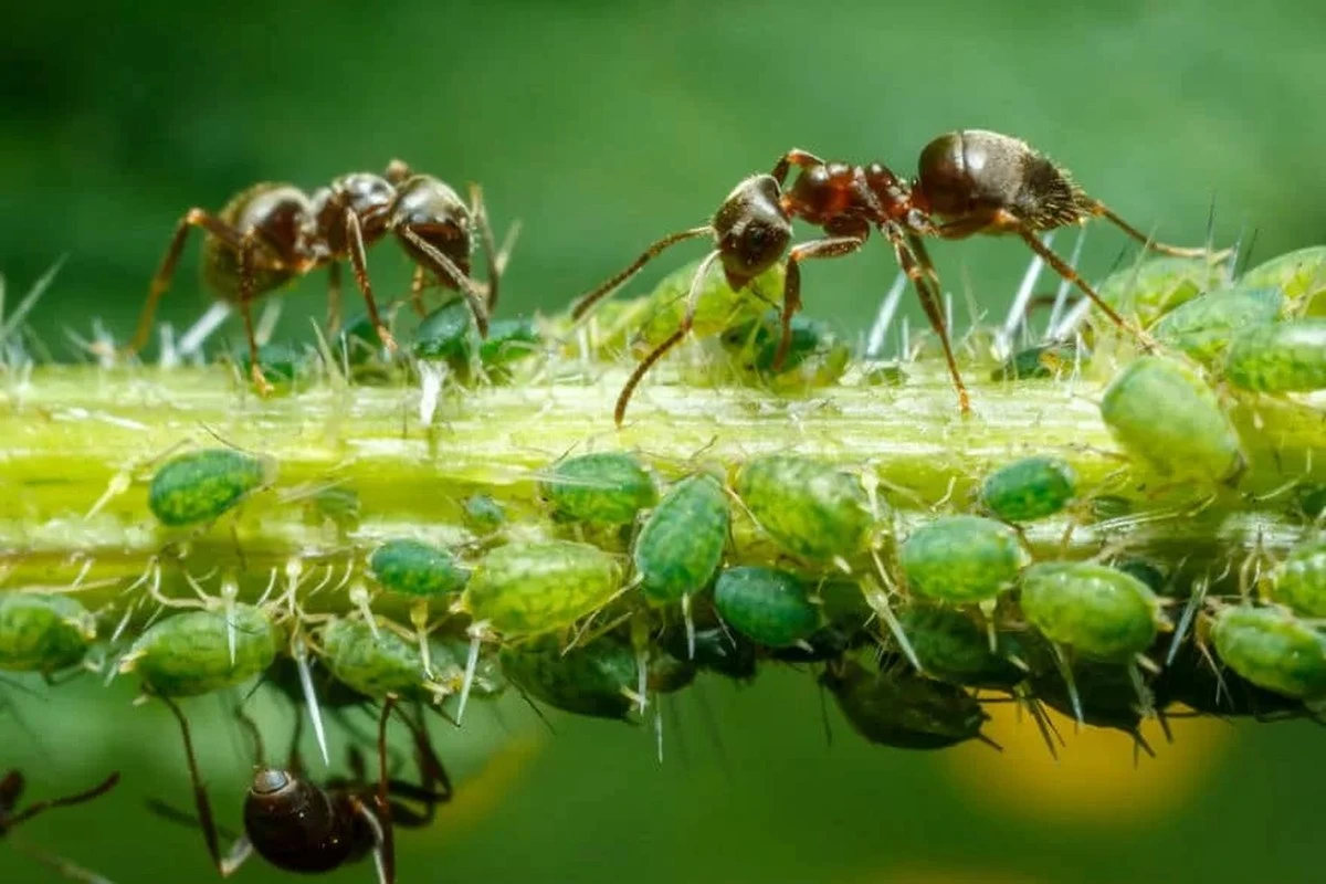 Adiós a las hormigas: la trampa casera para hormigas que las elimina en 2 minutos - image 1