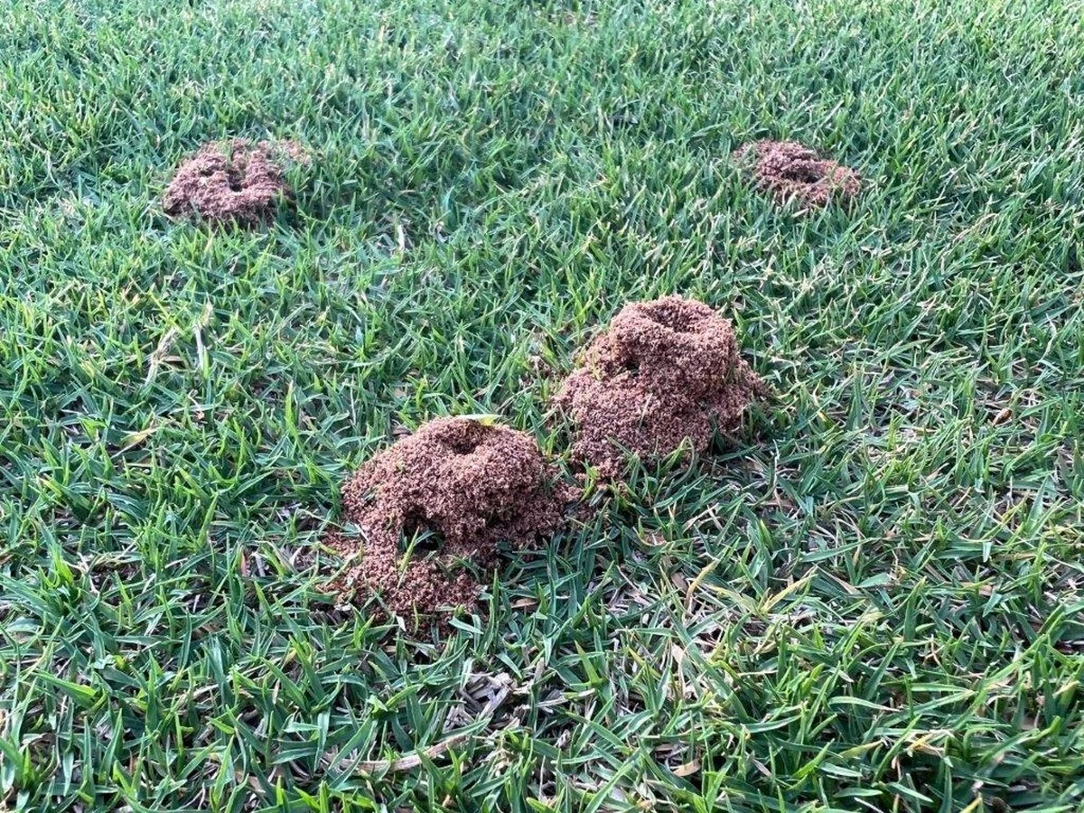 Adiós a las Hormigas: el truco con Tierra de diatomeas que salva tu jardín - image 1