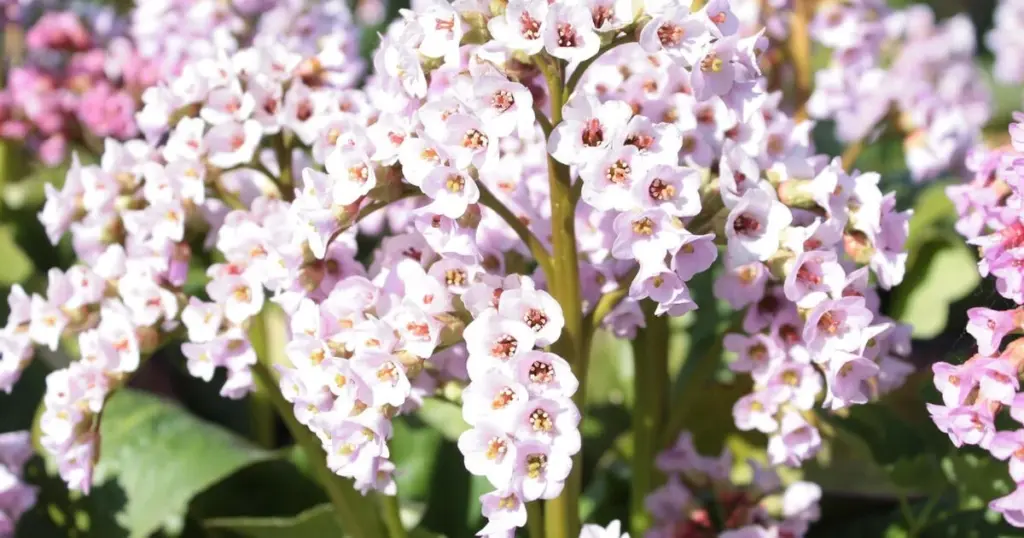 Adiós a las malas hierbas: el truco de expertos con cubre suelos para tu jardín