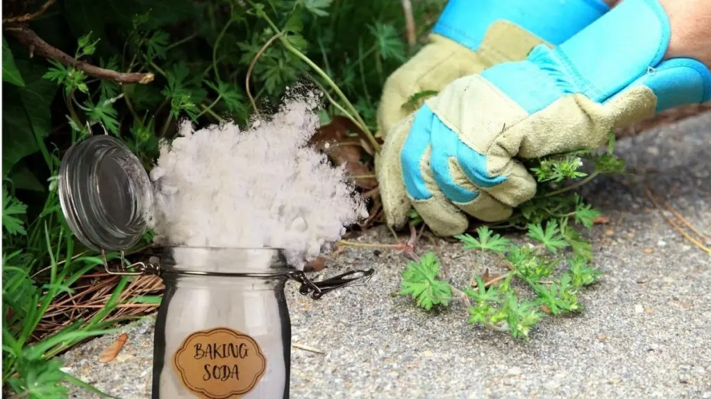 Adiós a las malas hierbas: el truco del bicarbonato de sodio en segundos