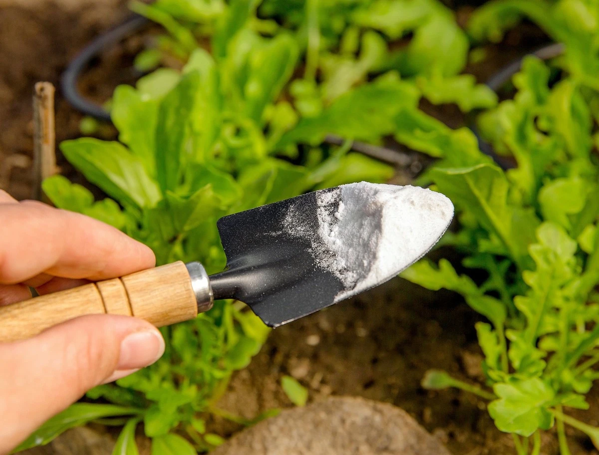 Adiós a las malas hierbas: el truco del bicarbonato de sodio para un jardín limpio - image 1