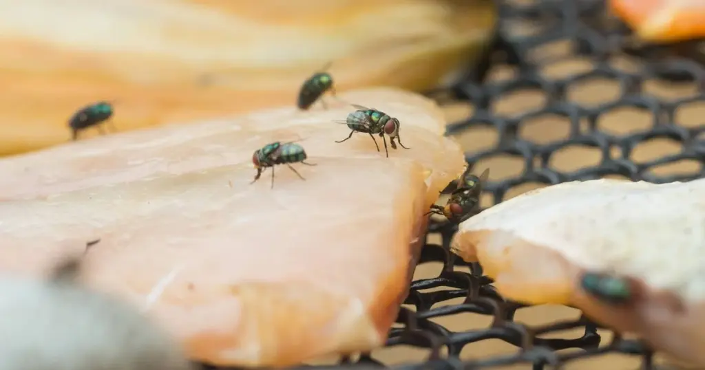 Adiós a las moscas en tu terraza: el truco viral del limón